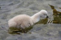 2016Swans3.jpg